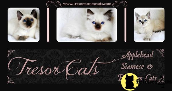 tresorcats Picture 3
